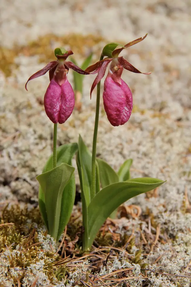 Pink lady's slipper orchids in lichen