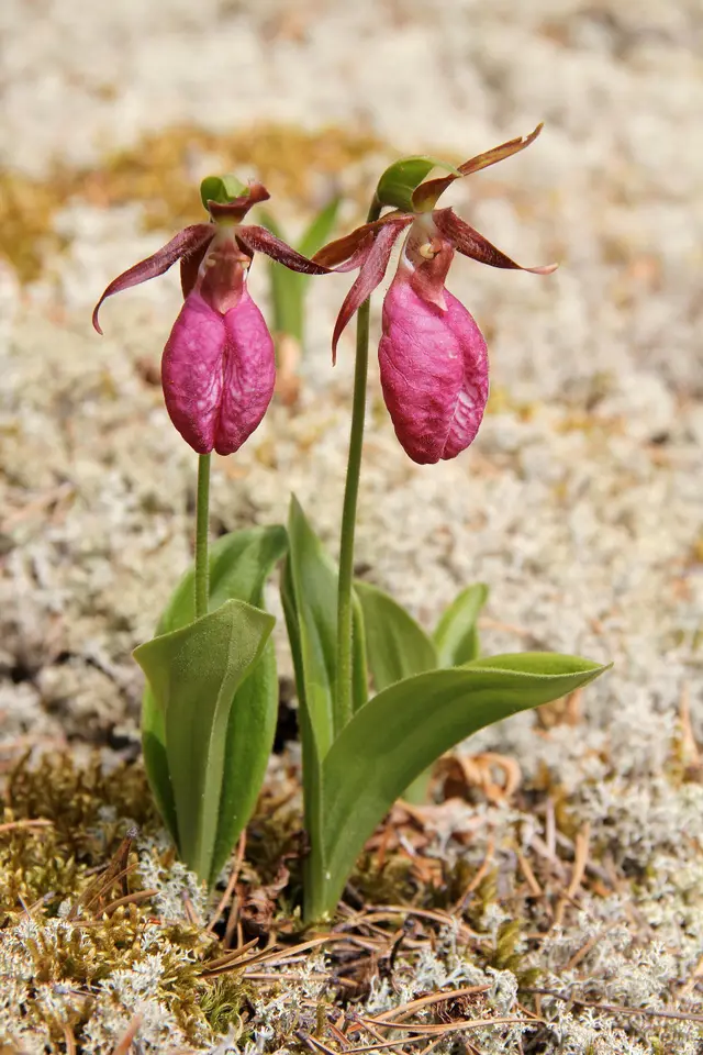 Pink lady's slipper orchids in lichen