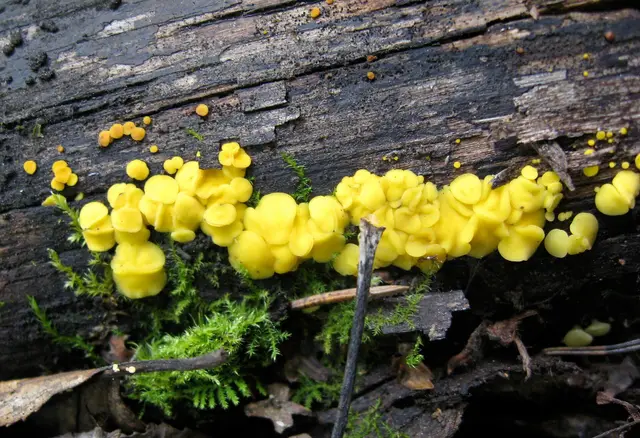 Yellow fairy cups fungus on a rotting log