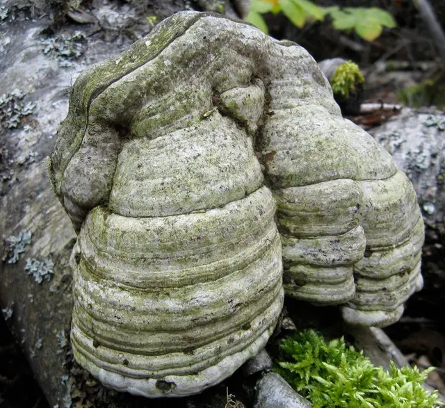 Tinder fungus on a log