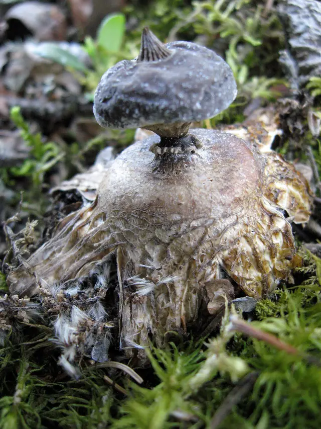 Beaked earthstar fungus in the boreal forest