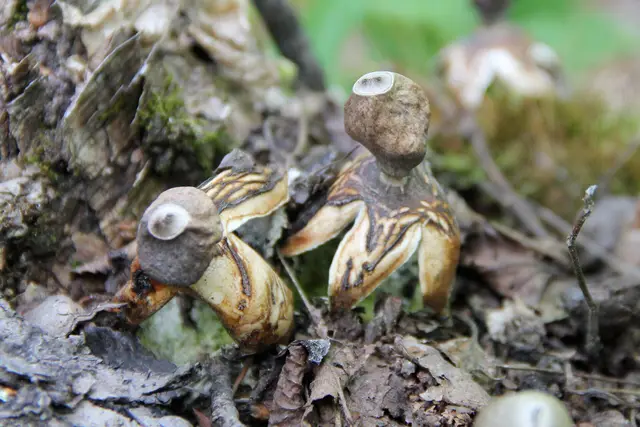 Earthstar fungi on the forest floor
